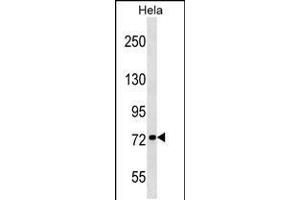 Western blot analysis in Hela cell line lysates (35ug/lane). (KIF3B antibody  (N-Term))