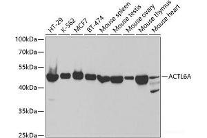 Western blot analysis of extracts of various cell lines using ACTL6A Polyclonal Antibody at dilution of 1:1000. (BAF53A antibody)