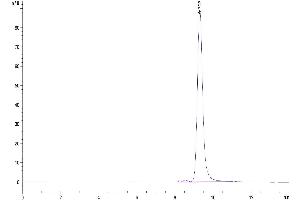 Size-exclusion chromatography-High Pressure Liquid Chromatography (SEC-HPLC) image for Killer Cell Lectin-Like Receptor Subfamily B, Member 1 (KLRB1) (AA 67-225) protein (His-Avi Tag,Biotin) (ABIN7274083)