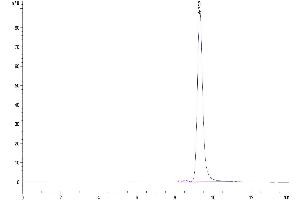 The purity of Biotinylated Human CD161 is greater than 95 % as determined by SEC-HPLC. (CD161 Protein (AA 67-225) (His-Avi Tag,Biotin))