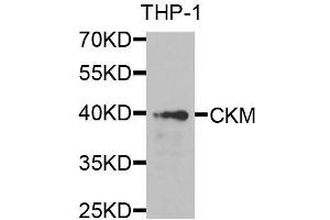 Western blot analysis of extracts of THP-1 cells, using CKM antibody. (CKM antibody  (AA 1-381))
