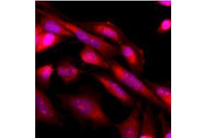 Immunofluorescence (IF) image for anti-Mitogen-Activated Protein Kinase 3 (MAPK3) antibody (ABIN567620) (ERK1 antibody)