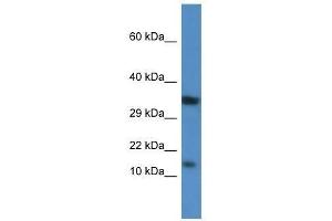 Western Blot showing Pkib antibody used at a concentration of 1. (PKIB antibody  (Middle Region))