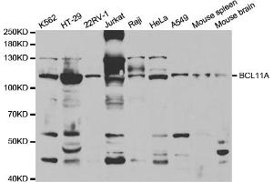 Western blot analysis of extracts of various cell lines, using BCL11A antibody (ABIN5973162) at 1/1000 dilution.