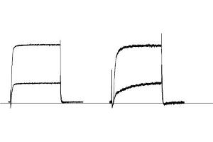 β-Dendrotoxin inhibits cloned KV1.