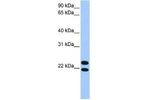 LOC732440 antibody used at 0. (LOC732440 antibody  (C-Term))
