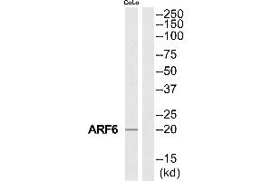 Western blot analysis of extracts from COLO205 cells, using ARF6 antibody. (ARF6 antibody  (Internal Region))