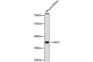 Western blot analysis of extracts of Mouse kidney using HAO2 Polyclonal Antibody at dilution of 1:1000. (Hydroxyacid Oxidase 2 (HAO2) antibody)