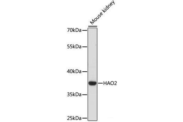 Hydroxyacid Oxidase 2 (HAO2) anticorps