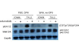 Western Blotting (WB) image for anti-Glyceraldehyde-3-Phosphate Dehydrogenase (GAPDH) antibody (ABIN2857072)