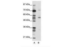 Image no. 1 for anti-Coronin, Actin Binding Protein, 1A (CORO1A) (N-Term) antibody (ABIN202574)