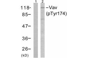 Western blot analysis of the extracts from Jurkat cells using Vav (phospho-Tyr174) antibody (E011142). (VAV1 antibody  (pTyr174))