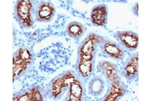 IHC testing of FFPE mouse kidney with CFTR antibody (clone CFTR1-1). (CFTR antibody)