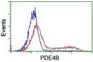 Image no. 3 for anti-phosphodiesterase 4B, cAMP-Specific (PDE4B) antibody (ABIN1500091) (PDE4B antibody)