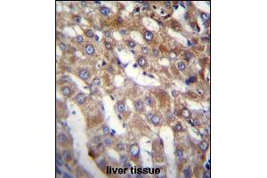 BEND7 Antibody (C-term) (ABIN656703 and ABIN2845935) immunohistochemistry analysis in formalin fixed and paraffin embedded human liver tissue followed by peroxidase conjugation of the secondary antibody and DAB staining. (BEND7 antibody  (C-Term))