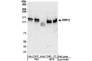 anti-Ribosomal RNA Processing 12 Homolog (RRP12) (AA 1247-1297) antibody