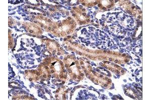 Image no. 1 for anti-Paired Box 5 (PAX5) (AA 64-113) antibody (ABIN6735893) (PAX5 antibody  (AA 64-113))