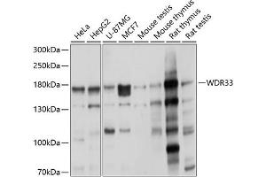 Western blot analysis of extracts of various cell lines, using WDR33 antibody (ABIN6128922, ABIN6150189, ABIN6150191 and ABIN6225030) at 1:1000 dilution.
