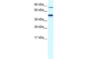 Human Liver; WB Suggested Anti-EPB42 Antibody Titration: 0. (EPB42 antibody  (Middle Region))