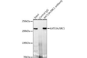Immunoprecipitation analysis of 300 μg extracts of 293T cells using 3 μg KA/SRC1 antibody (ABIN7269005). (NCOA1 antibody)