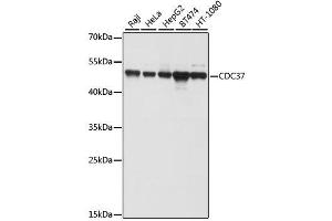 Western blot analysis of extracts of various cell lines, using CDC37 antibody. (CDC37 antibody  (AA 1-160))