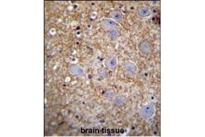 XKR4 Antibody (C-term) (ABIN655553 and ABIN2845060) immunohistochemistry analysis in formalin fixed and paraffin embedded human brain tissue followed by peroxidase conjugation of the secondary antibody and DAB staining. (XKR4 antibody  (C-Term))