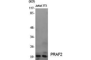 Western Blotting (WB) image for anti-PRA1 Domain Family, Member 2 (PRAF2) (C-Term) antibody (ABIN3177002)