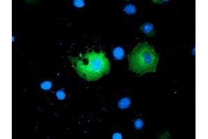Anti-PAICS mouse monoclonal antibody (ABIN2453417) immunofluorescent staining of COS7 cells transiently transfected by pCMV6-ENTRY PAICS (RC215225). (PAICS antibody)