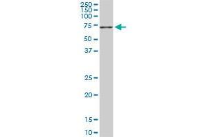 Western Blotting (WB) image for anti-Neural Precursor Cell Expressed, Developmentally Down-Regulated 1 (NEDD1) (AA 561-660) antibody (ABIN566771)