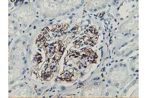 Immunohistochemical staining of paraffin-embedded Human Kidney tissue using anti-ADIPOQ mouse monoclonal antibody.