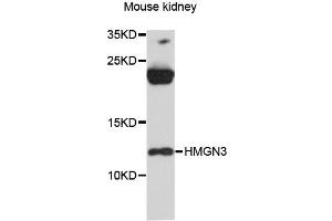 Western blot analysis of extracts of mouse kidney, using HMGN3 antibody (ABIN6293333) at 1:3000 dilution. (HMGN3 antibody)