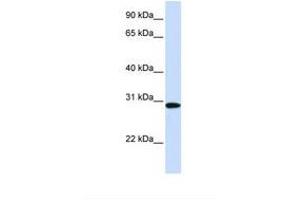 Image no. 1 for anti-Methylenetetrahydrofolate Dehydrogenase (NADP+ Dependent) 2, Methenyltetrahydrofolate Cyclohydrolase (MTHFD2) (AA 36-85) antibody (ABIN6738218) (MTHFD2 antibody  (AA 36-85))