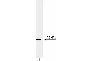 Western blot analysis of Cyclin D1. (Cyclin D1 antibody  (full length))