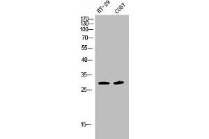 Western Blot analysis of HT29 COS7 cells using Phospho-SNAI 1 (S246) Polyclonal Antibody (SNAIL antibody  (pSer246))
