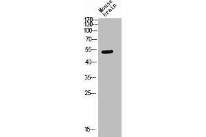 Western blot analysis of Mouse-kidney lysis using Glut3 antibody. (SLC2A3 antibody  (C-Term))