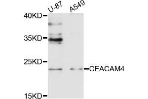 Western blot analysis of extracts of U87 and A549 cells, using CEACAM4 antibody. (CEACAM4 antibody)