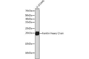 Western blot analysis of extracts of U-251MG cells, using Ferritin Heavy Chain antibody (ABIN7267168) at 1:1000 dilution. (FTH1 antibody)