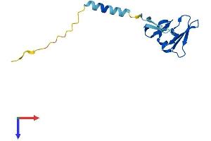Family with Sequence Similarity 19 (Chemokine (C-C Motif)-Like), Member A5 (FAM19A5) (AA 1-132) protein (His tag)