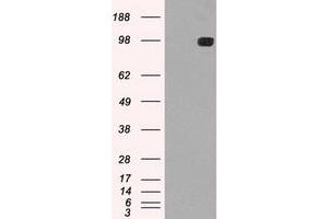 Image no. 10 for anti-TYRO3 Protein Tyrosine Kinase (TYRO3) antibody (ABIN1501607)