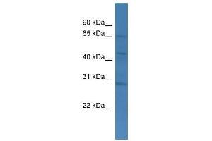 Western Blot showing TMCO4 antibody used at a concentration of 1-2 ug/ml to detect its target protein. (TMCO4 antibody  (C-Term))