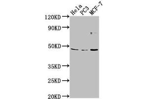 TMEM237 antibody  (AA 59-78)