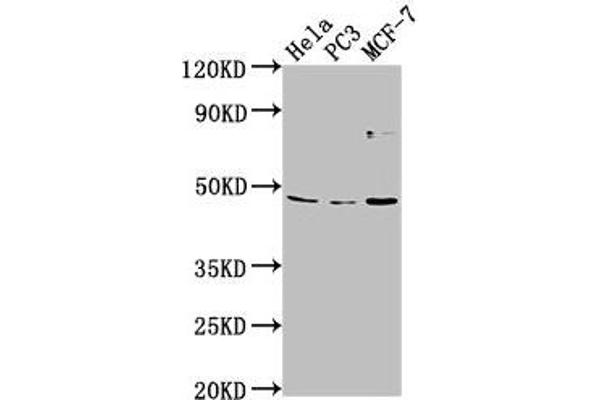 TMEM237 antibody  (AA 59-78)