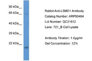 Western Blotting (WB) image for anti-LSM Domain Containing 1 (LSMD1) (Middle Region) antibody (ABIN2788455) (LSMD1 antibody  (Middle Region))