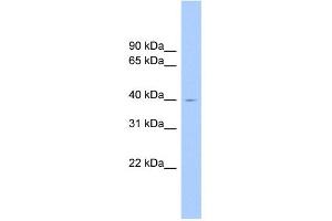 WB Suggested Anti-ELAVL2 Antibody Titration: 0. (ELAVL2 antibody  (N-Term))