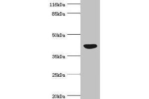 Western blot All lanes: NDRG2 antibody at 4. (NDRG2 antibody  (AA 152-371))