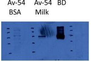 Western Blotting (WB) image for anti-Hypoxia Inducible Factor 1, alpha Subunit (Basic Helix-Loop-Helix Transcription Factor) (HIF1A) (Middle Region) antibody (ABIN2780373)