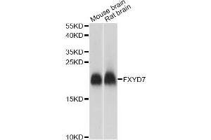 Western blot analysis of extracts of various cell lines, using FXYD7 antibody. (FXYD7 antibody)