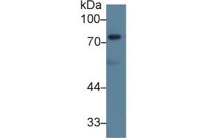 Western blot analysis of Mouse 3T3-L1 cell lysate, using Human DVL2 Antibody (1 µg/ml) and HRP-conjugated Goat Anti-Rabbit antibody (