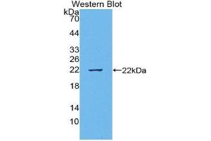 Western Blotting (WB) image for anti-TNF Like Ligand 1A (AA 70-230) antibody (ABIN1980542) (TNF Like Ligand 1A (AA 70-230) antibody)