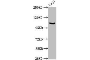Western Blot Positive WB detected in: Raji whole cell lysate All lanes: NFKB1 antibody at 3. (NFKB1 antibody  (AA 1-961))